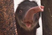 【海外】フォートワース動物園にかわいい赤ちゃんゾウが登場！癒しの瞬間を見逃すな