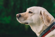 海外「大洪水で1匹のラブラドール犬が溺れそうに・・・」→奇跡の救助劇が話題に