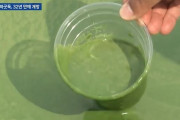 韓国人「原因は汚物なのか水門なのか…」韓国洛東江上流で緑藻が大発生！時期尚早の緑藻現象に水門解体の主張が強まるか？　韓国の反応