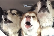 車の後部座席に座っている３匹のマラミュートが「完璧」なハーモニーで歌い出す！！