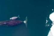 中国人「日本人はクジラを食べる時に罪悪感を感じないのだろうか？」　中国の反応