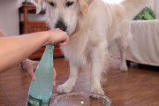 【反応】ゴールデン・レトリバーのベイリーくんに炭酸水を飲ませてみたらこうなった！