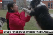 言葉わかるんです！∪・ω・∪　犬は人間の言語を認識することが出来ることがハンガリーの研究で明らかに
