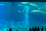 海外「日本って水族館あるんだね！魚は全部食べちゃうのかと思ったよ」沖縄美ら海水族館のジンベエザメに外国人から様々なコメントが
