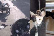 ツーリング中のライダーが子猫を救出！2ヶ月後の元気な子猫の姿にほっこり