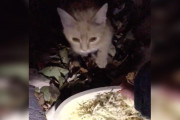 【海外】「保護猫がチポトレを大好きな理由に飼い主が感動！」