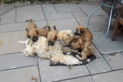 母は強し！やんちゃな子犬達の一斉攻撃も一回転して振りほどいてしまうウィートンテリアのお母さん犬