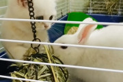 子猫がウサギのお宅訪問！体の大きさも色も似たもの同士、仲良くできるかな？
