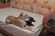 飼主さんが外出している間、犬２匹、猫１匹は何をして過ごしているのかカメラを設置して観察してみた٩(ˊᗜˋ*)و