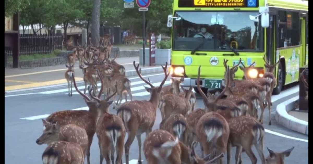 海外「日本では鹿にも規律がある」奈良公園で横断歩道を渡る鹿の群れを撮影した動画が話題に（海外の反応） | 海外の反応アンテナ