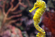 【海外】「タツノオトシゴは魚なのか？意外な生態と魅力に迫る」