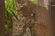 玄関開けたらボブキャット。自宅の玄関前でオオヤマネコの家族が鎮座していた件（アメリカ）