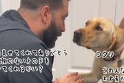 やさしい獣医に心を許したい犬、ようやく痛いほうの足を見せてくれる