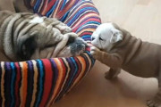 お母さんと遊びたいイングリッシュ・ブルドッグの子犬、しかしお母さんはお昼寝中( ˘ω˘)