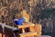 発酵した梨を食べた野生のリスがベロンベロンに泥酔！ その様子がヤバすぎｗｗｗｗｗ
