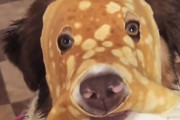 「僕はパンケーキマン！？」パンケーキマスクを顔に着用させられてしまった犬