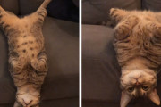 床に滑り落ちちゃうよ？辛そうな体勢をキープする猫ちゃんが可愛い