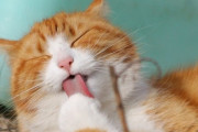 在宅ワークに変えたら猫が膝から離れず仕事にならない。そこでこんな作戦を実行したところ、効果てきめん！（イギリス）
