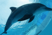 海外「サルの次はイルカ」日本で動物たちの反乱が起きていると海外大騒ぎ！（海外の反応）