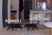 兄者、マネさせていただきニャス。先住猫の動きを全て真似する保護猫が面白い！
