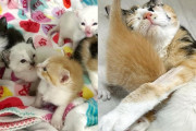 【海外】「保護者が子猫を迎えに行ったら、母猫と7匹の子猫が現れた！彼女がその場を離れられなかった理由とは？」