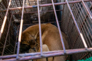 【海外の反応】韓国は犬食禁止の法案を可決して慣行に終止符を打った　海外の反応「いつか菜食主義が支配するようになる、貧しい国のイメージから脱却しようとしている」