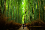 京都の嵐山竹林で、竹にコインでなんか彫ってる観光客を目撃して懲らしめた　【海外の反応】