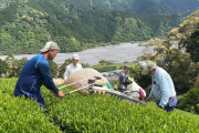 日本が誇る緑茶の収穫風景を見てみよう！！外国人「とても美しい景色！！今後は農家の人たちに感謝しながら緑茶を飲むよ」