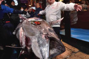 海外「日本は絶滅危惧種に指定されてる生物を食べてもいいの！？」外国人さん、マグロの初セリにケチをつけ出すｗｗｗ