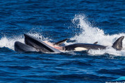 【海外】60匹のシャチが迷いクジラを狩る珍しい瞬間をカメラが捉えた！驚愕の映像を公開！
