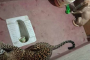野生のヒョウに追いかけられた犬、トイレに逃げ込み長時間共に過ごすも無傷で生還