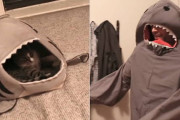 「うちの猫サメベッドがお気に入りだからサメの格好したら喜んでくれるはず」→予想していたけど残念な結果に…。