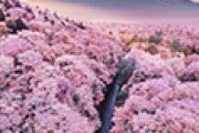 桜と富士山の写真を見て日本旅行について語り合う外国人 海外の反応