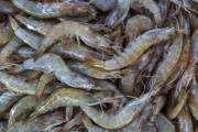 韓国人「韓国産の『コウライエビ』を食べて死亡！」致死率50%の感染症の為‥ﾌﾞﾙﾌﾞﾙ　韓国の反応