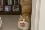 脳味噌がバグりそうなぐらいかわいい猫