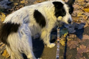 これは良いSNS。盗まれた老犬がTwitterユーザーによる包囲網で無事発見される