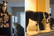 保護犬をお迎えしたらなぜか行動が猫だった。3匹目の猫としてありのままの自分で暮らすワンちゃん