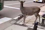 【海外の反応】車が途切れるのを待って横断する日本･奈良の鹿　海外の反応「奈良の鹿は進化している/鹿の方が人より行儀が良い」