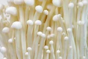 【悲報】韓国産エノキダケを食べた米国人が4人死亡！米国17州で36人が食中毒を起こし、4人が死亡し韓国産エノキダケを捨てる様に要請！
