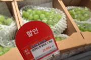 「そんな味じゃないんだけど？」…名品果物シャインマスカットに何が起きたのか＝韓国の反応