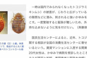 韓国人「日本はもう後進国より劣る迷惑国‥畳にはダニや南京虫が沢山暮らしている」日本の旅館等で南京虫の被害が増加中！　韓国の反応