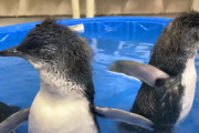 コビトペンギンの赤ちゃんが初めて水の中で泳ぐ練習をしている姿が可愛い