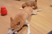 ママの尻尾で遊んでいた子犬→ママがおならをしてしまい子犬の顔に直撃！