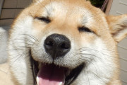 【質問】台湾人のみんなさんは犬と一緒にベッドで寝ますか？
