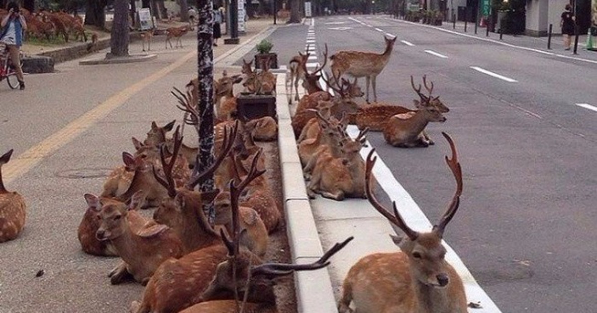 外国人「ビニール袋を食べてしまう奈良の鹿が増加、観光客のせいだな」 | 海外の反応アンテナ