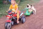 カートから落っこちてしまったパグの子犬、一緒に乗っていたお父さんを追いかけて走る走る！！