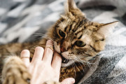 「ネコは飼い主の遺体も平気で食べる!?」 アメリカの死体農場で決定的な証拠が見つかる
