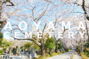 海外「ハチ公のお墓参りに行きたい」青山霊園の桜並木の美しさに海外からも反響（海外の反応）