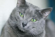【武勇伝】一晩で5匹以上のメスと交尾した猫さん、疲れ果て点滴をご所望になる