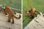 ワンコ「草がいっぱい生えてるな～行ってみよう！」→池ぼちゃーん！！それは草ではなく…
